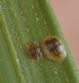 scale insects pest houseplants plants cycle spotted very easy why nasty still enjoyed gardening