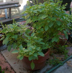 Lemon basil container