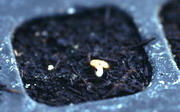 seedlings