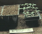 tomato seedlings