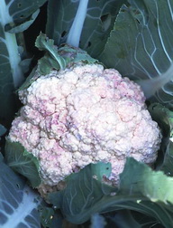 Cauliflower