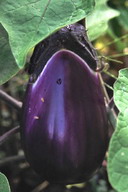 eggplant