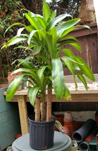 Dracaena massangeana
