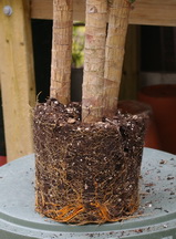 Dracaena root ball