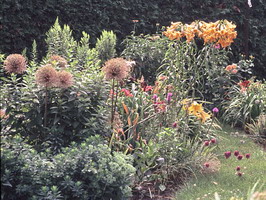 perennials, lilies perennials, lilies