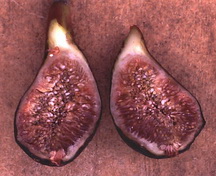 fig