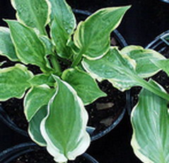 hosta virus