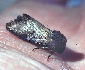 Iris Borer