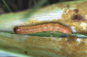 Iris Borer