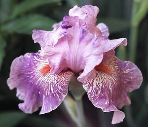 Iris