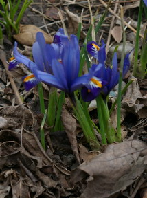 Iris reticulata