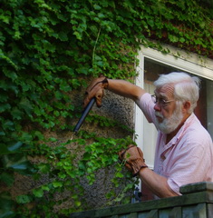 boston ivy boston ivy