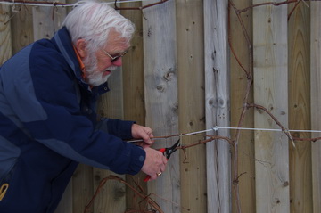 grape pruning grape pruning