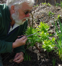 red lily beetle red lily beetle