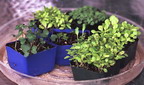 seedlings