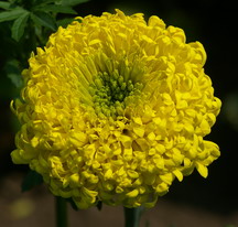 Marigold, crackerjack yellow