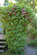Morning glory trellis