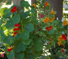 Nasturtium Nasturtium