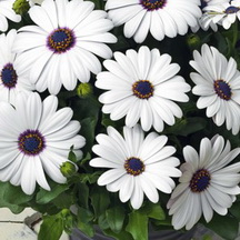 Osteospermum Asti White