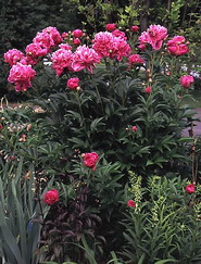 Peony, peonies, double flowered