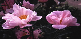 Peony single flowered