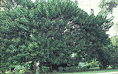 rubber tree, ficus elastica