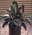 houseplant, rubber tree