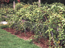 Raspberry support