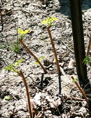 Everbearing raspberry