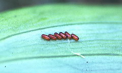 lily bug eggs