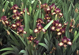 Iris Ruby Eruption