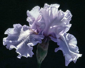 Iris Silverado Iris Silverado