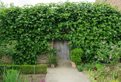 Espalier, Ficus carica