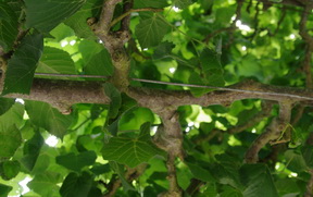 Tilia graft