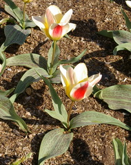 Tulip gregii