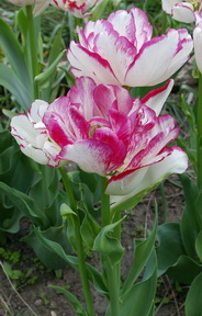 Tulip Belicia