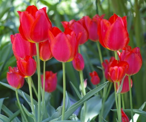 tulips