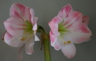amaryllis bloom