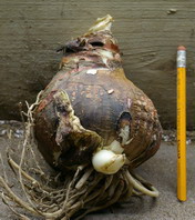 amaryllis, flowering bulb
