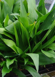 Aspidistra lennons green