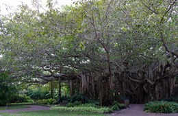banyan, ficus
