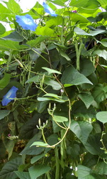 Pole beans, Morning Glory