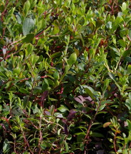 Bearberry