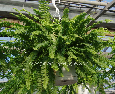 Boston  Fern