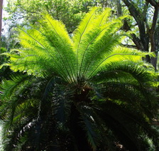 Cycad