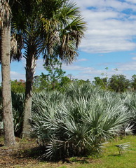 saw palmetto