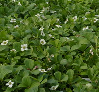 Bunch berry, cornus canadensis
