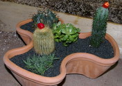 cactus garden