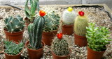 cactus, succulents,  cactus, succulents,