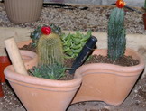 cactus potting cactus potting